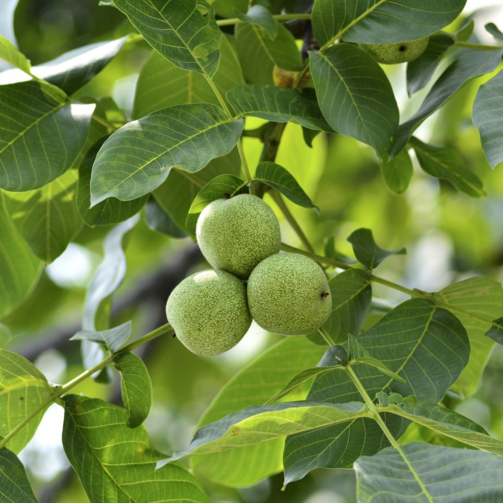 Noyer commun Pescianski - Juglans regia