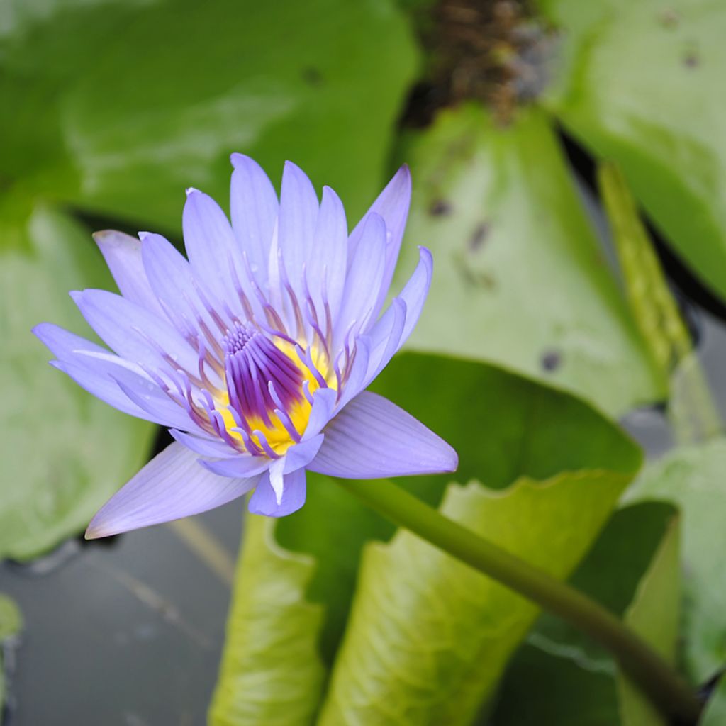 Nymphaea colorata - Nenuphar bleu tropical