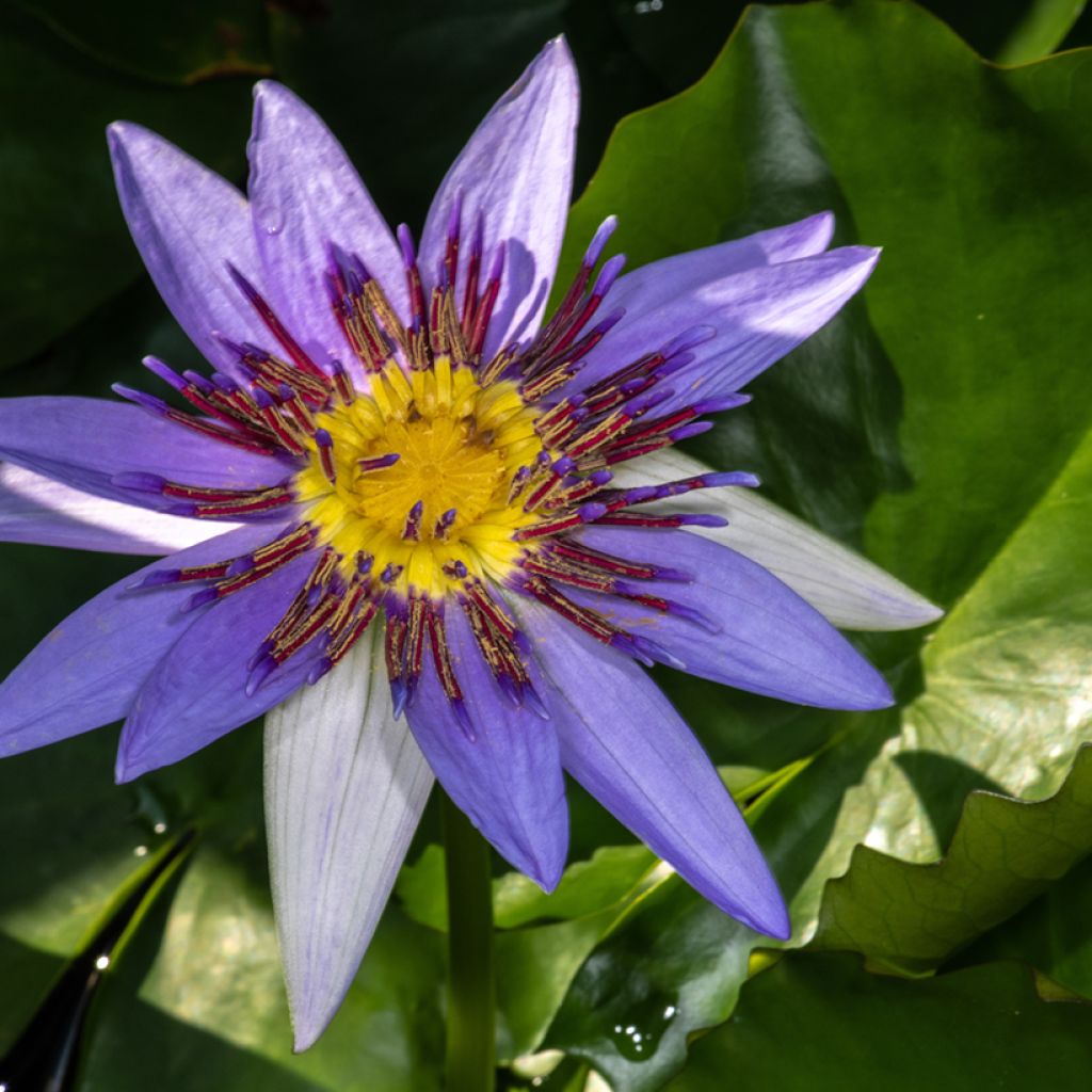 Nymphaea colorata - Nenuphar bleu tropical