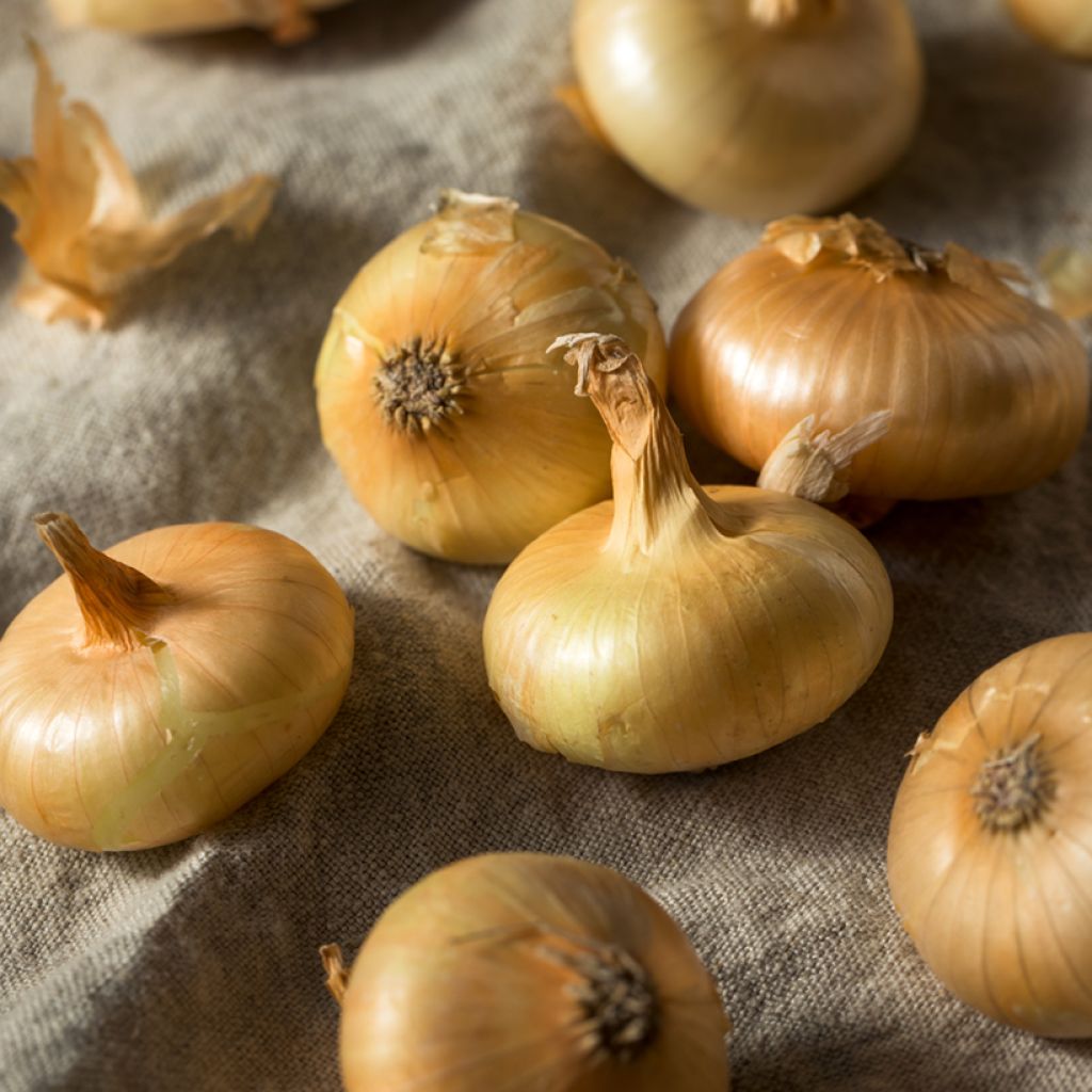 Oignon Borettana - Allium cepa