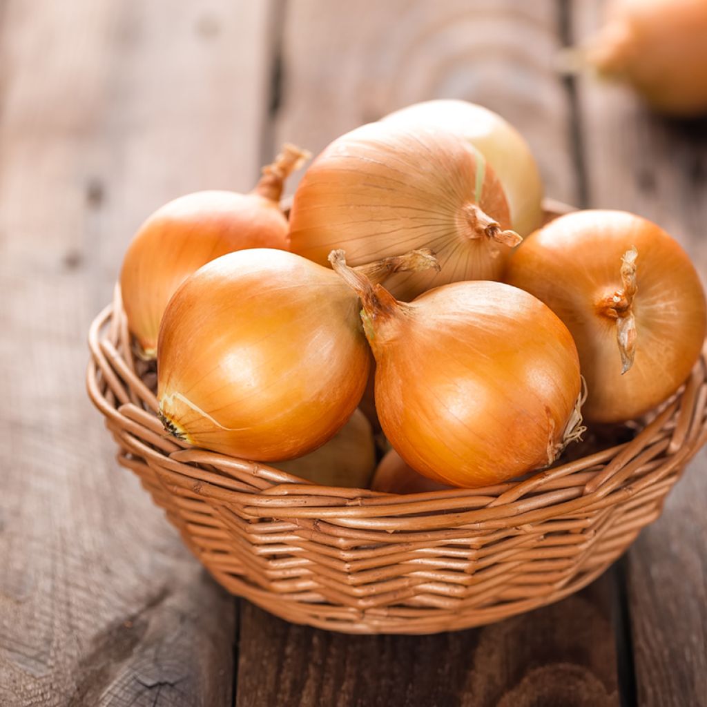 Oignon jaune Ramata di Milano - Allium cepa