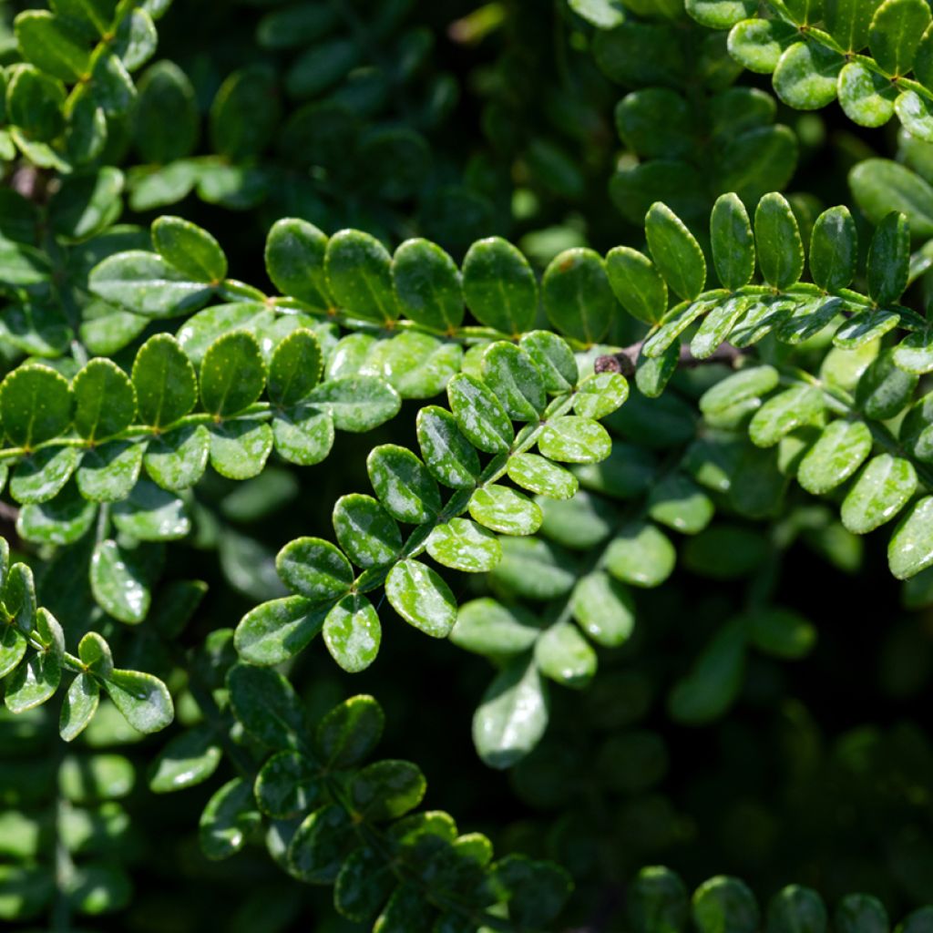 Operculicarya decaryi - Faux-poivrier du Japon