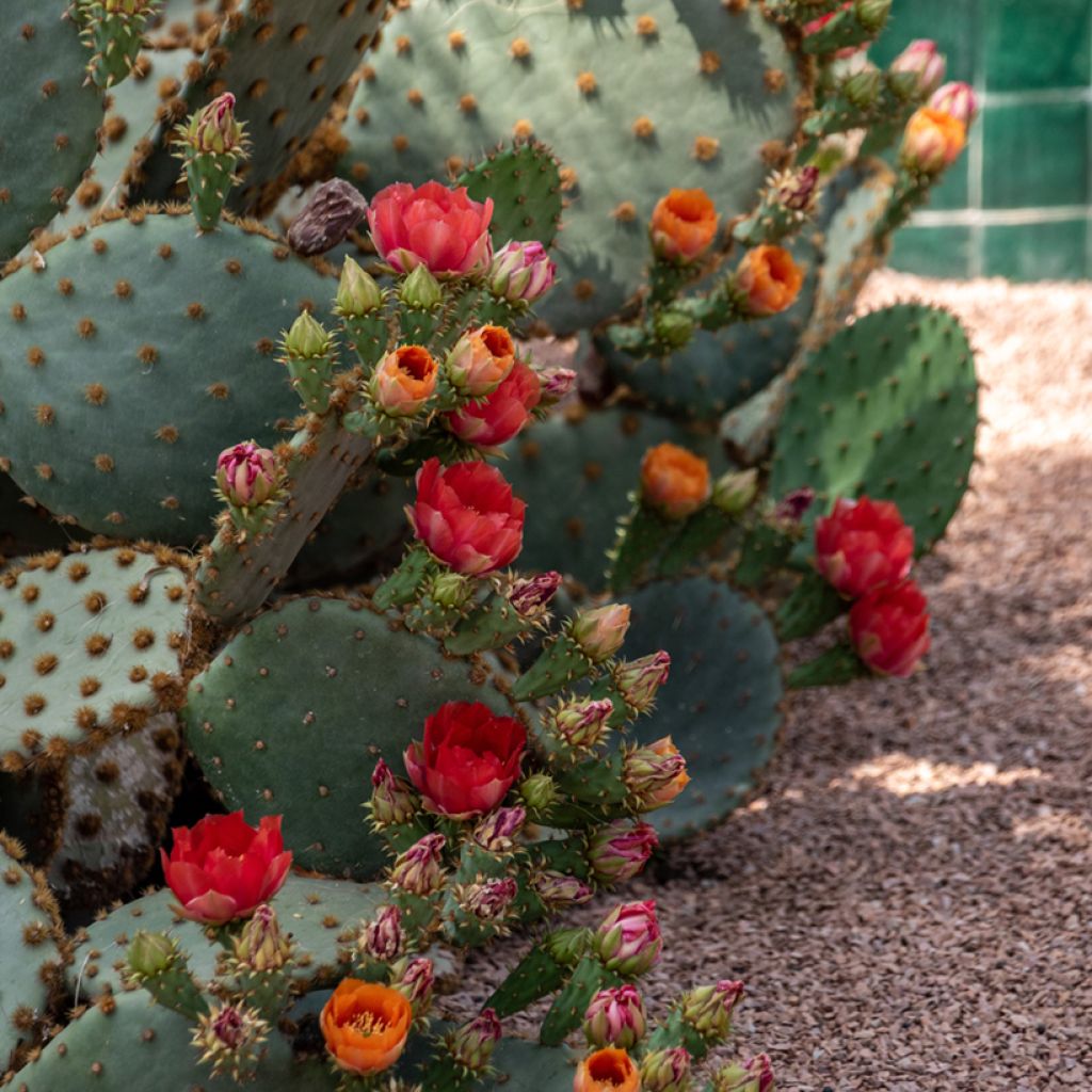 Opuntia aciculata - Cactus raquette