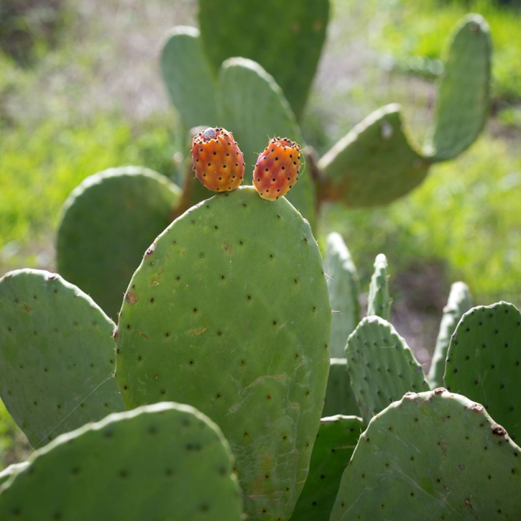 Opuntia aciculata - Cactus raquette