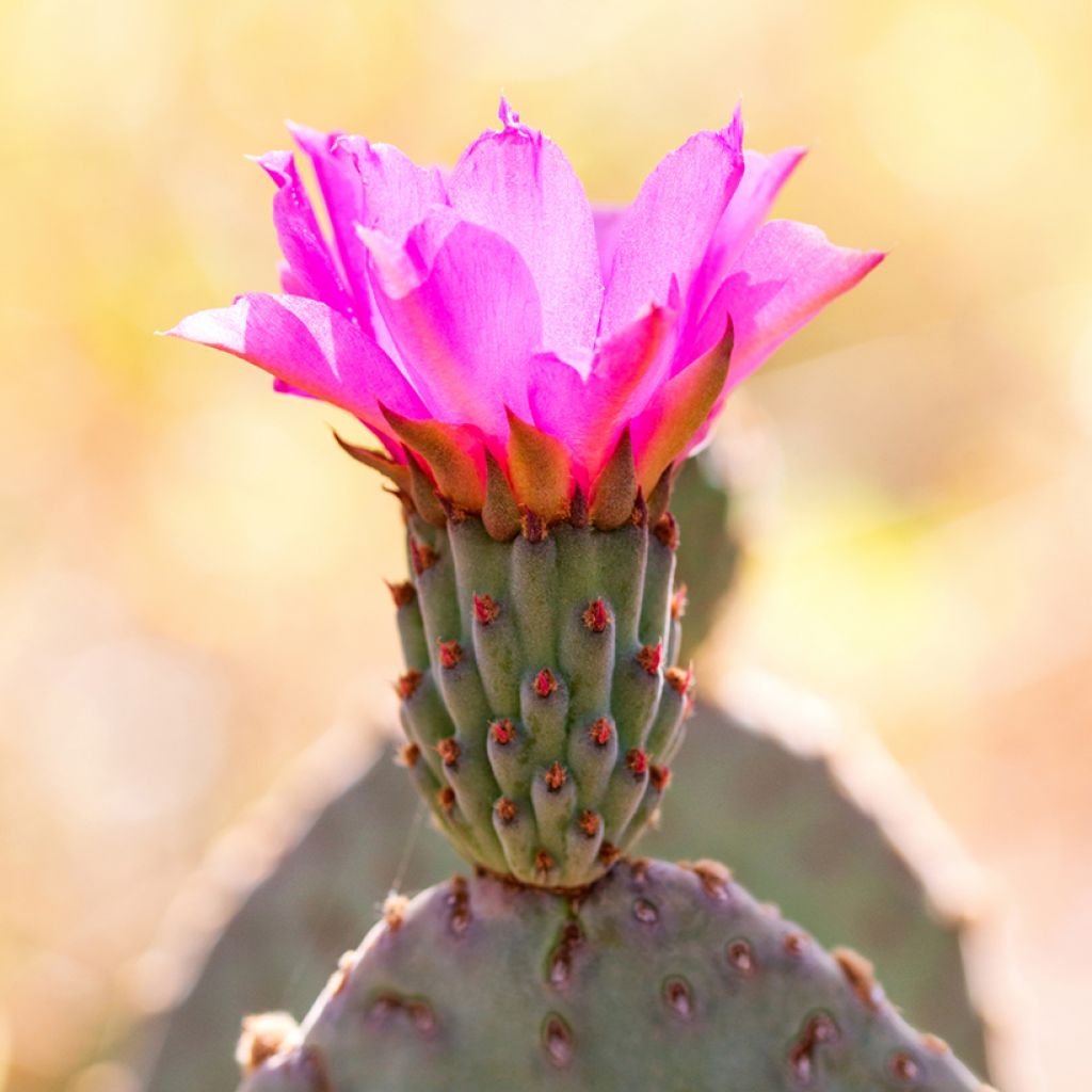 Opuntia basilaris - Cactus raquette