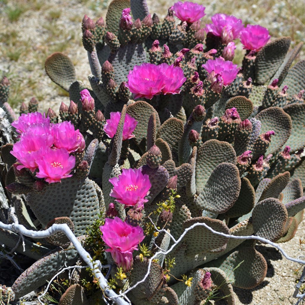 Opuntia basilaris - Cactus raquette