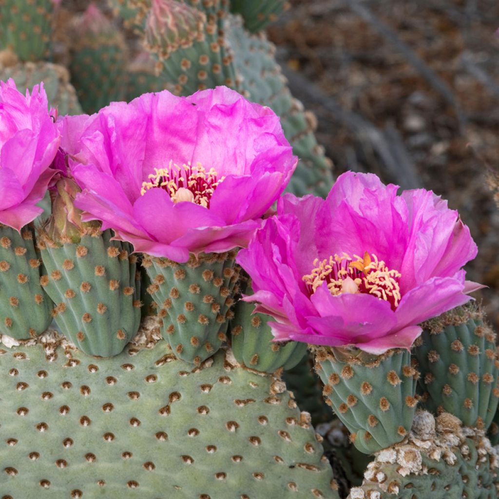 Opuntia basilaris - Cactus raquette