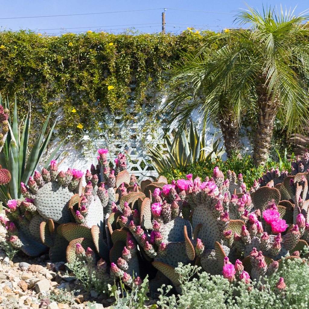 Opuntia basilaris - Cactus raquette