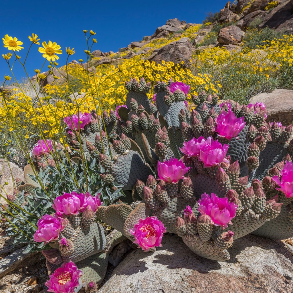 Opuntia basilaris - Cactus raquette