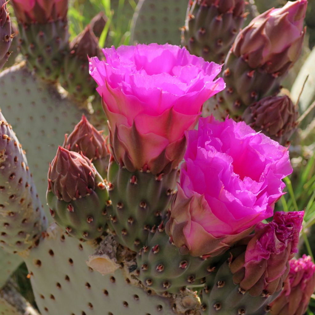 Opuntia basilaris - Cactus raquette