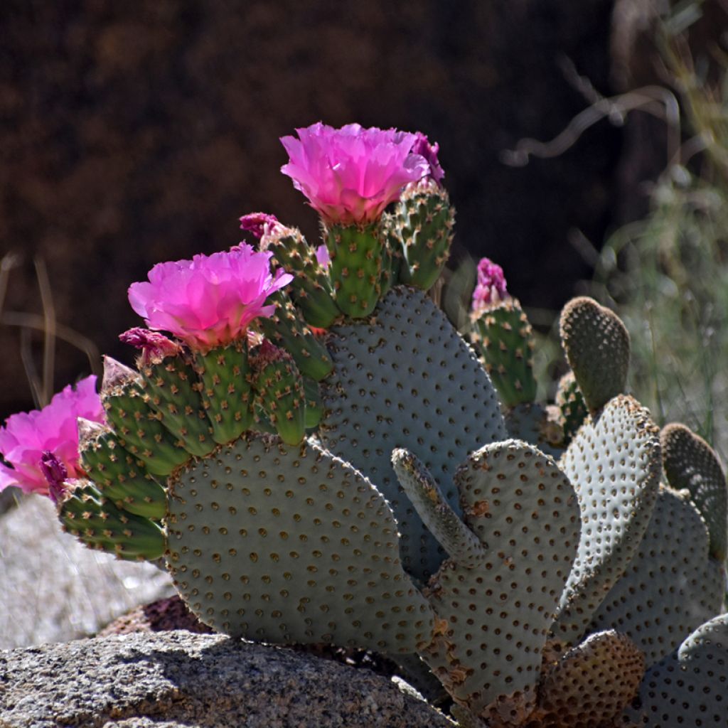 Opuntia basilaris - Cactus raquette