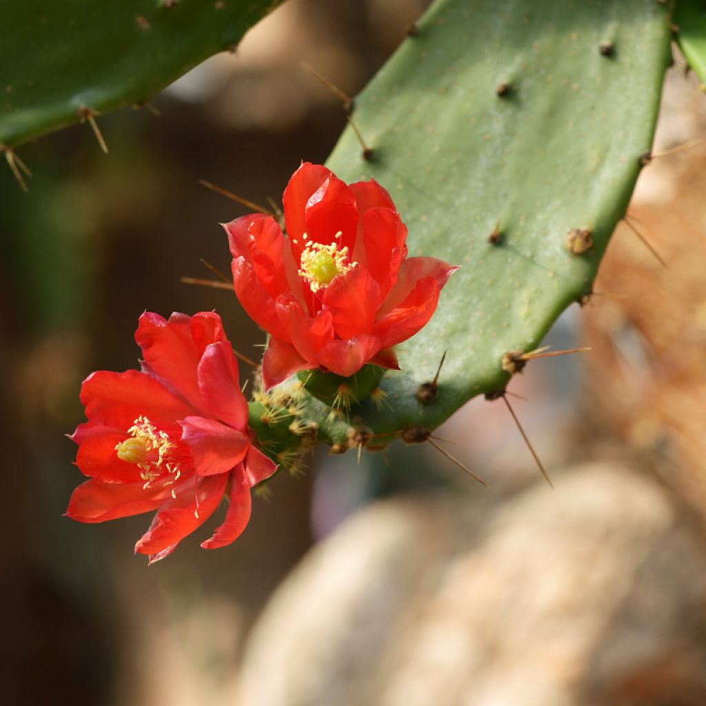 Opuntia bergeriana - Cactus raquette
