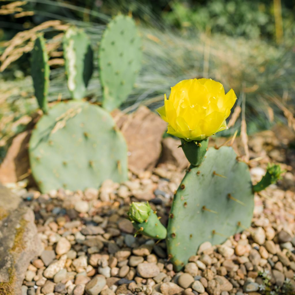 Opuntia engelmannii - Cactus raquette