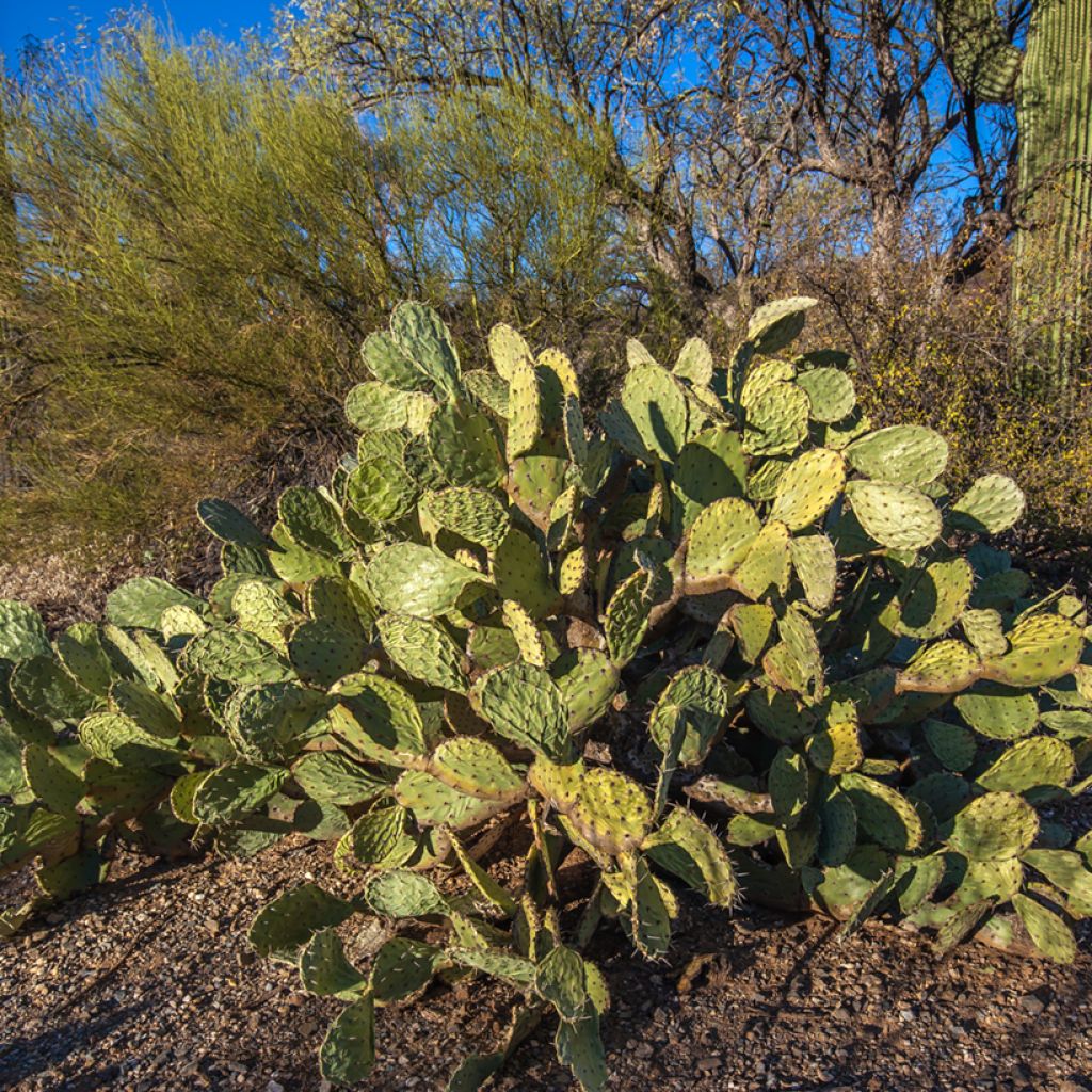 Opuntia engelmannii - Cactus raquette
