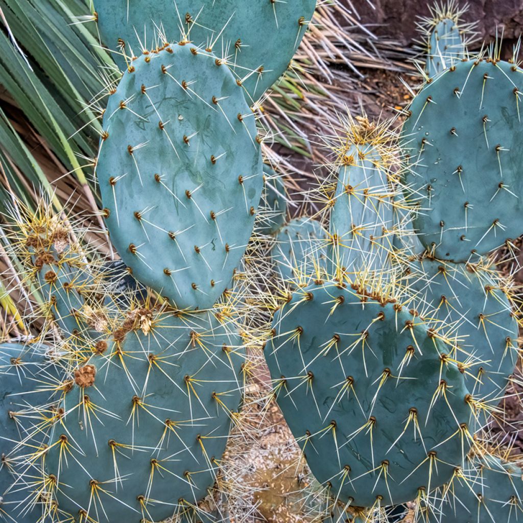 Opuntia engelmannii lindheimeri - Oponce