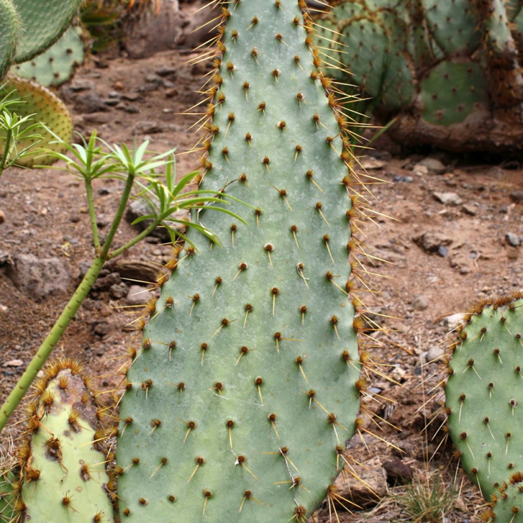 Opuntia engelmannii var. linguiformis - Oponce