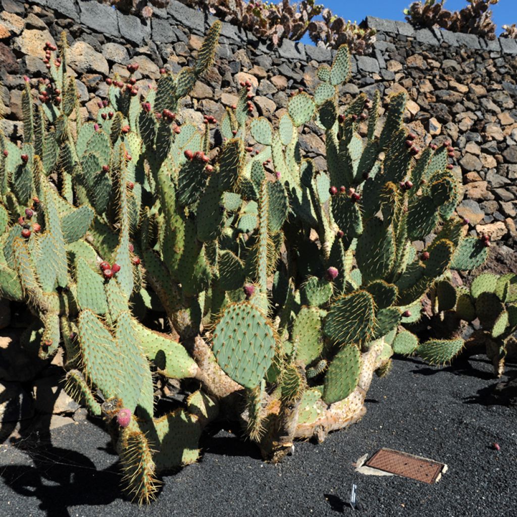 Opuntia engelmannii var. linguiformis - Oponce