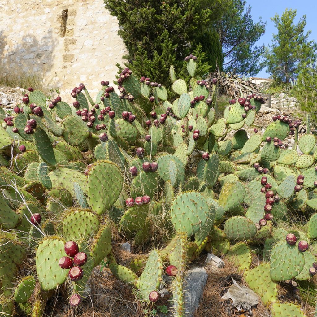 Opuntia engelmannii var. rastrera - Oponce