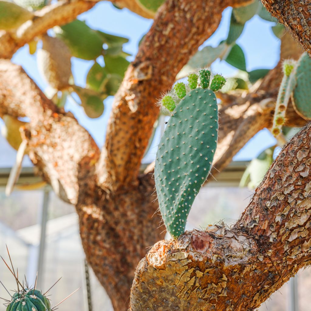 Opuntia leucotricha - Cactus raquette
