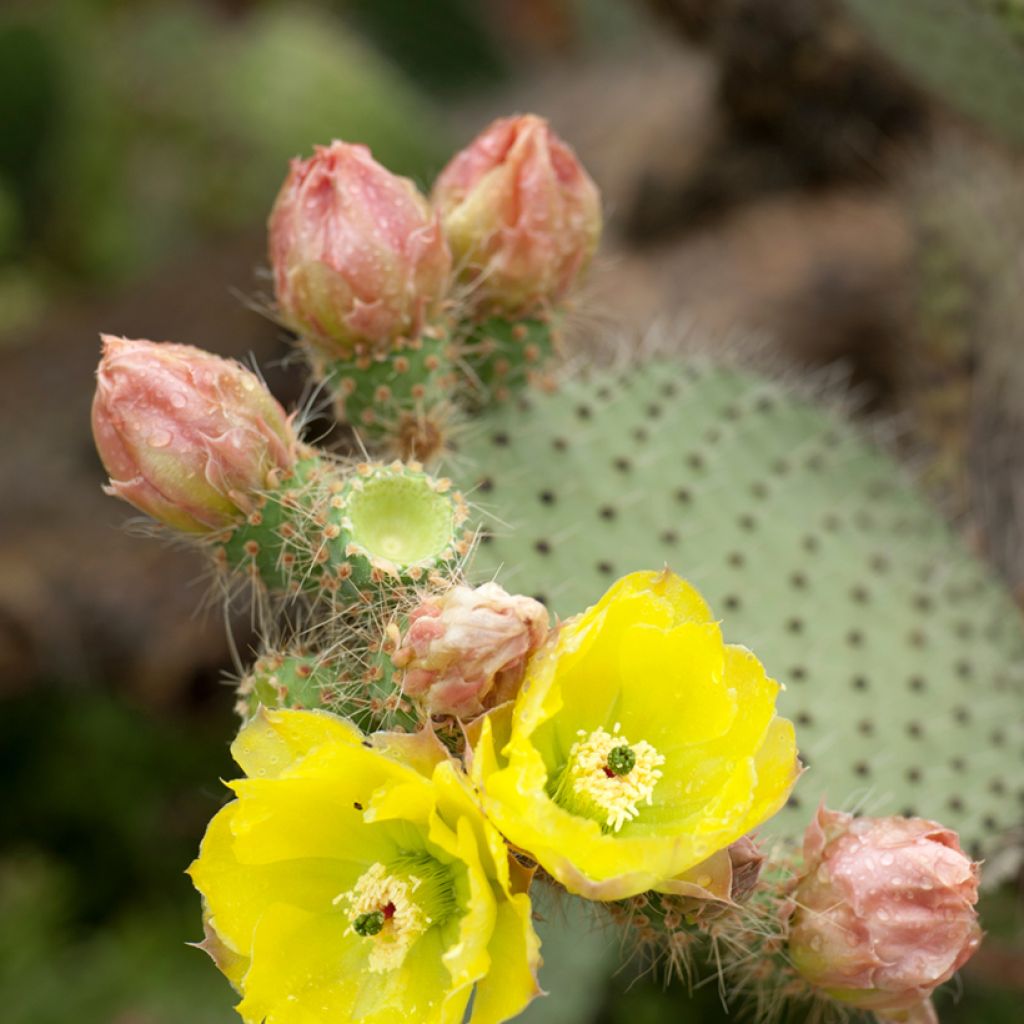 Opuntia leucotricha - Cactus raquette
