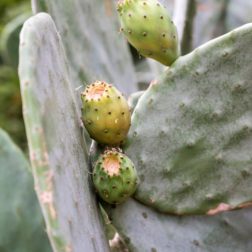 Opuntia leucotricha - Cactus raquette