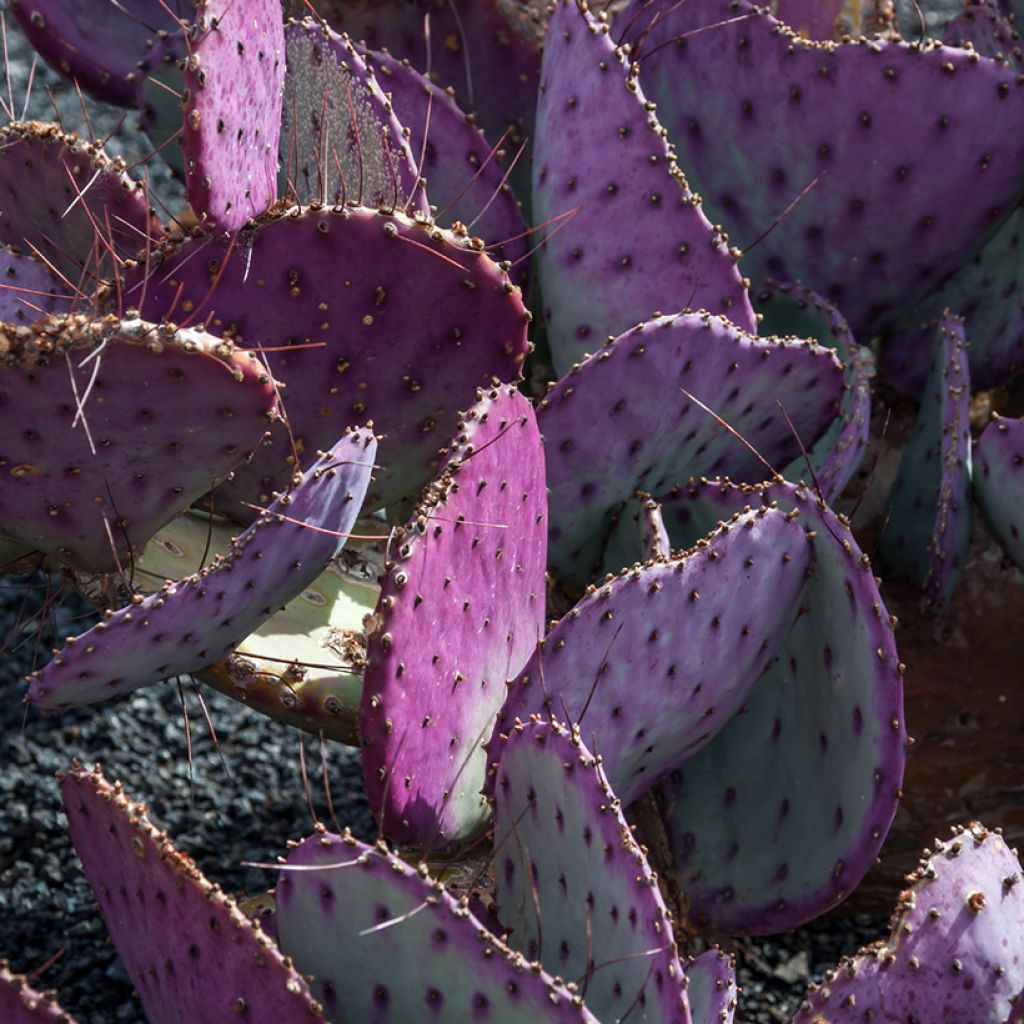 Opuntia macrocentra - Cactus raquette