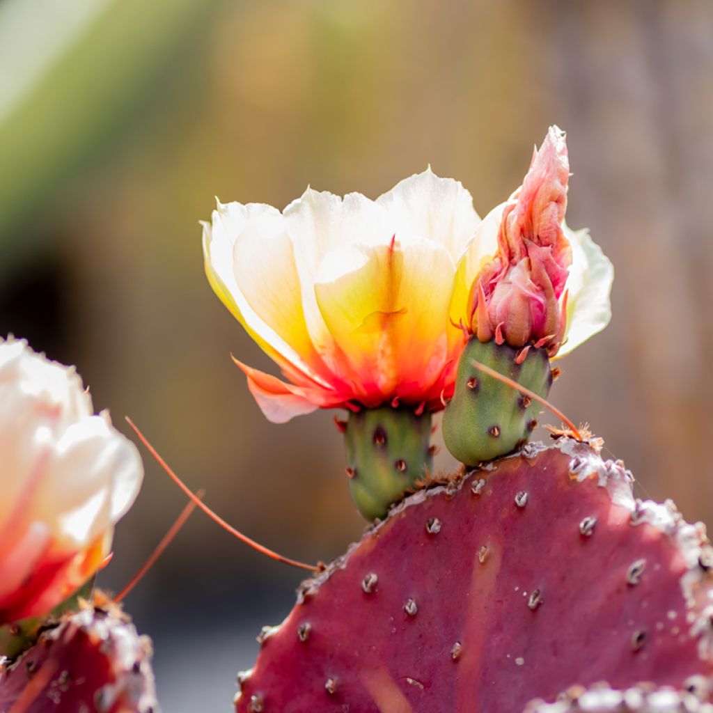 Opuntia macrocentra - Cactus raquette