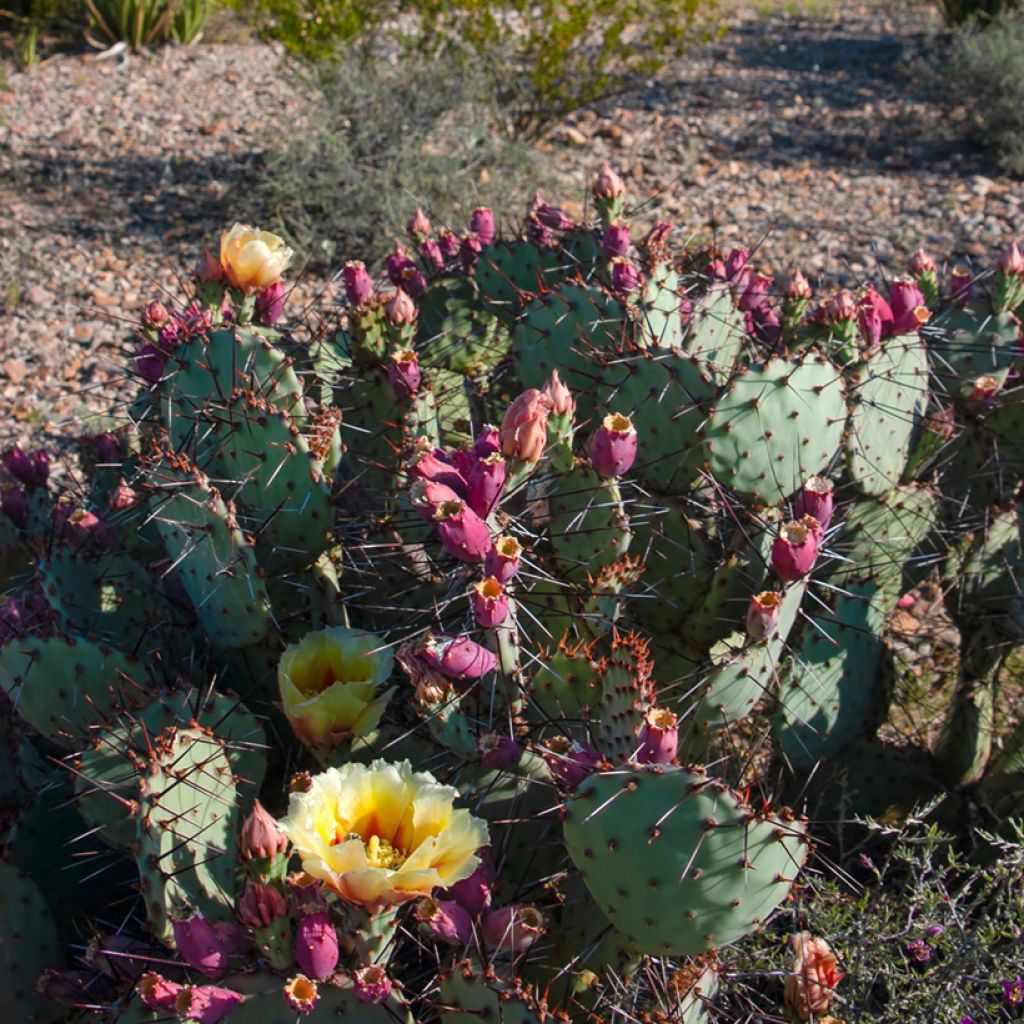 Opuntia macrocentra - Cactus raquette