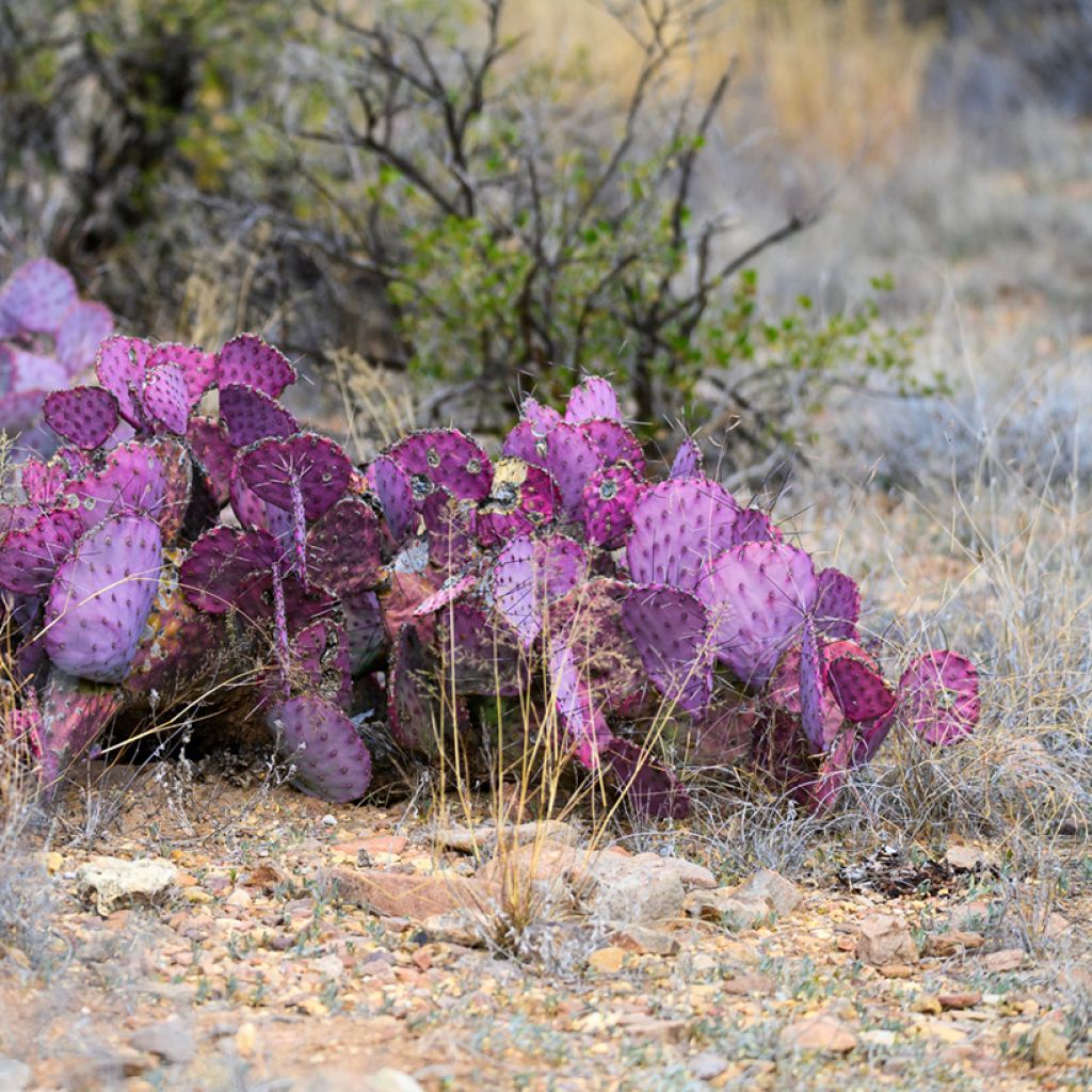 Opuntia macrocentra - Cactus raquette