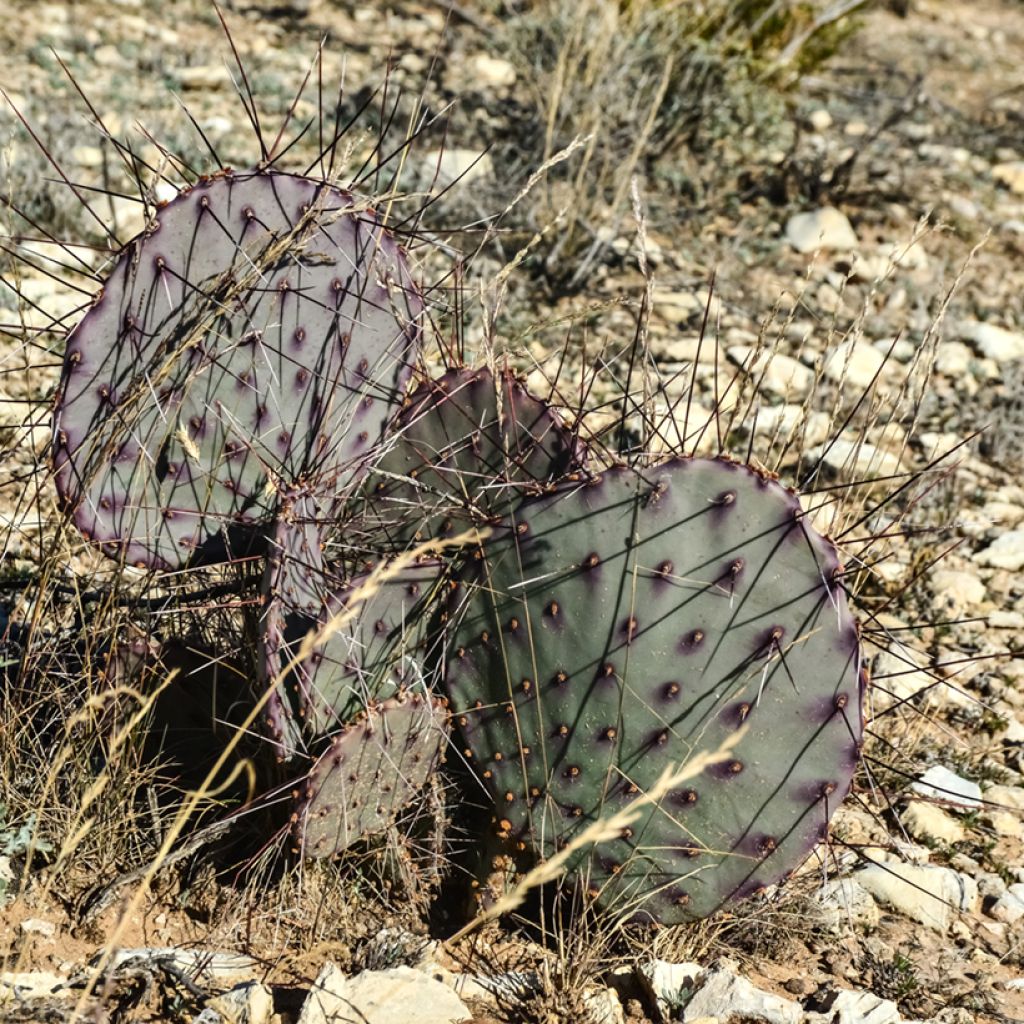Opuntia macrocentra (épines noires) - Cactus raquette