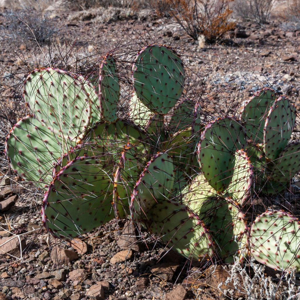 Opuntia macrocentra (épines noires) - Cactus raquette