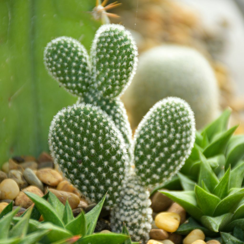 Opuntia microdasys var. albispina - Cactus raquette