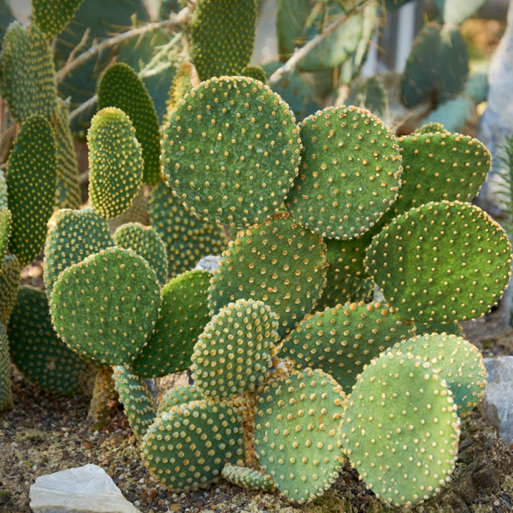 Opuntia microdasys var. pallida - Cactus raquette