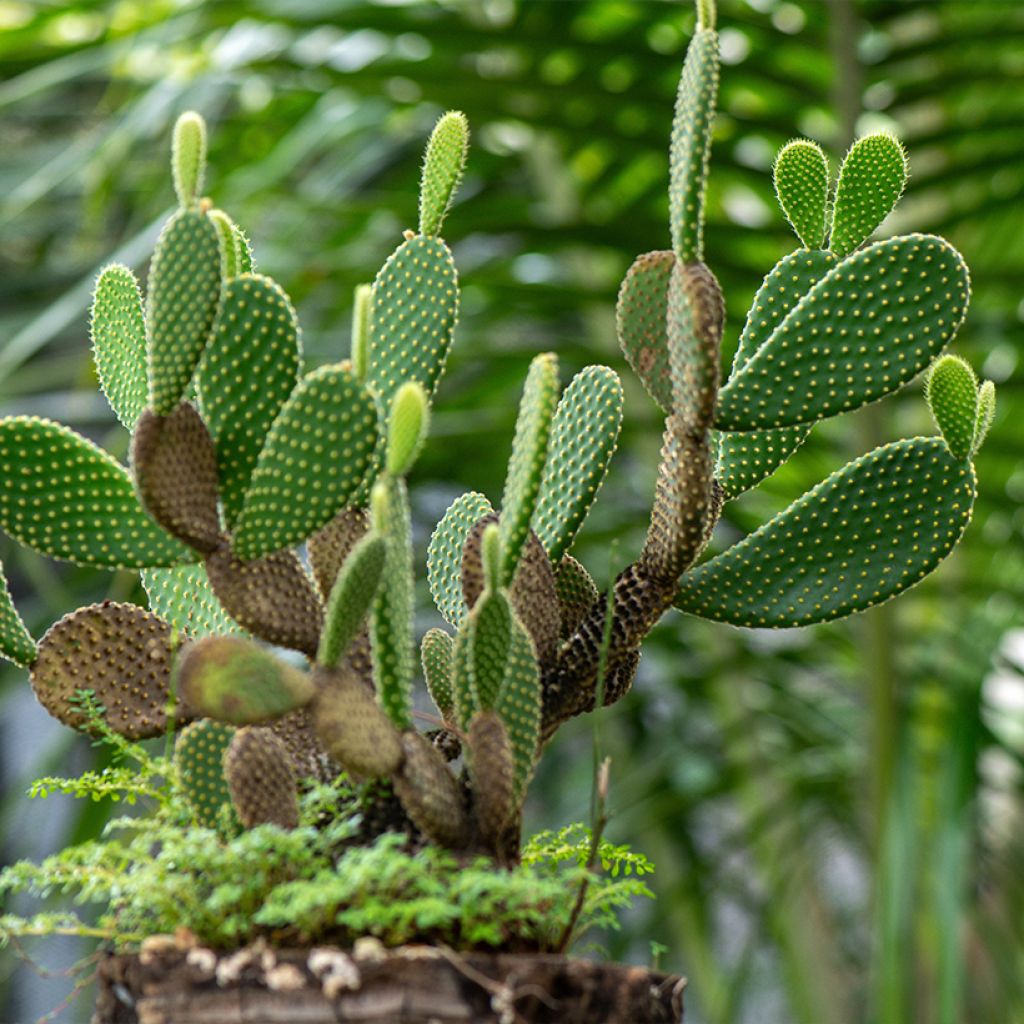 Opuntia microdasys var. pallida - Cactus raquette