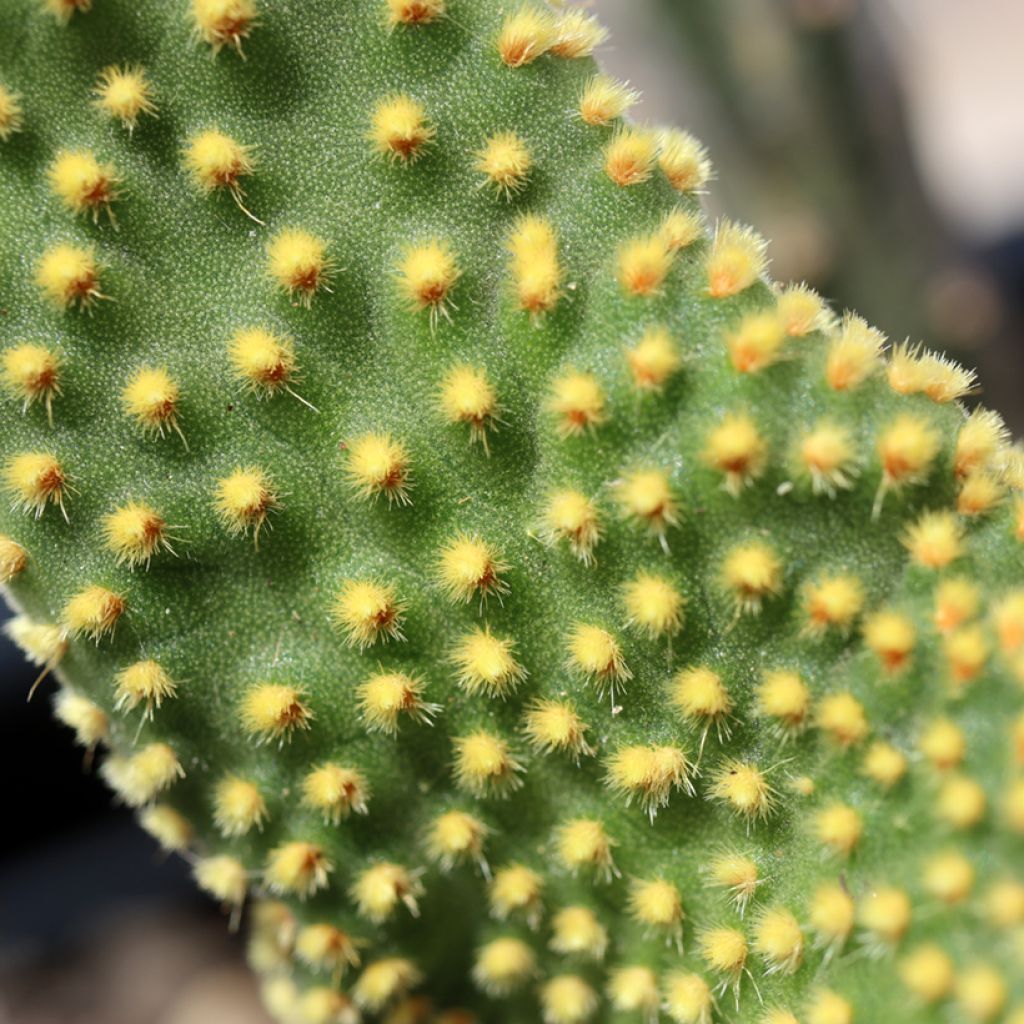 Opuntia microdasys Undulata - Cactus raquette