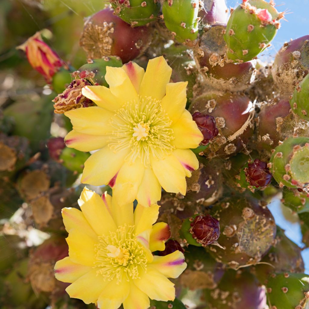 Opuntia phaeacantha Mojavensis - Oponce