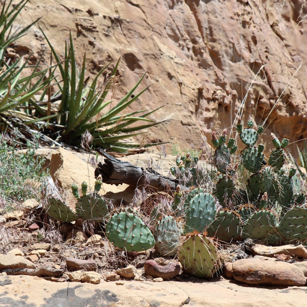 Opuntia polyacantha - Cactus raquette
