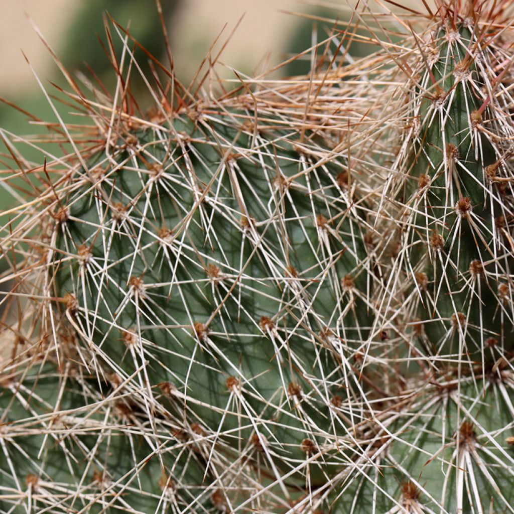 Opuntia polyacantha - Cactus raquette