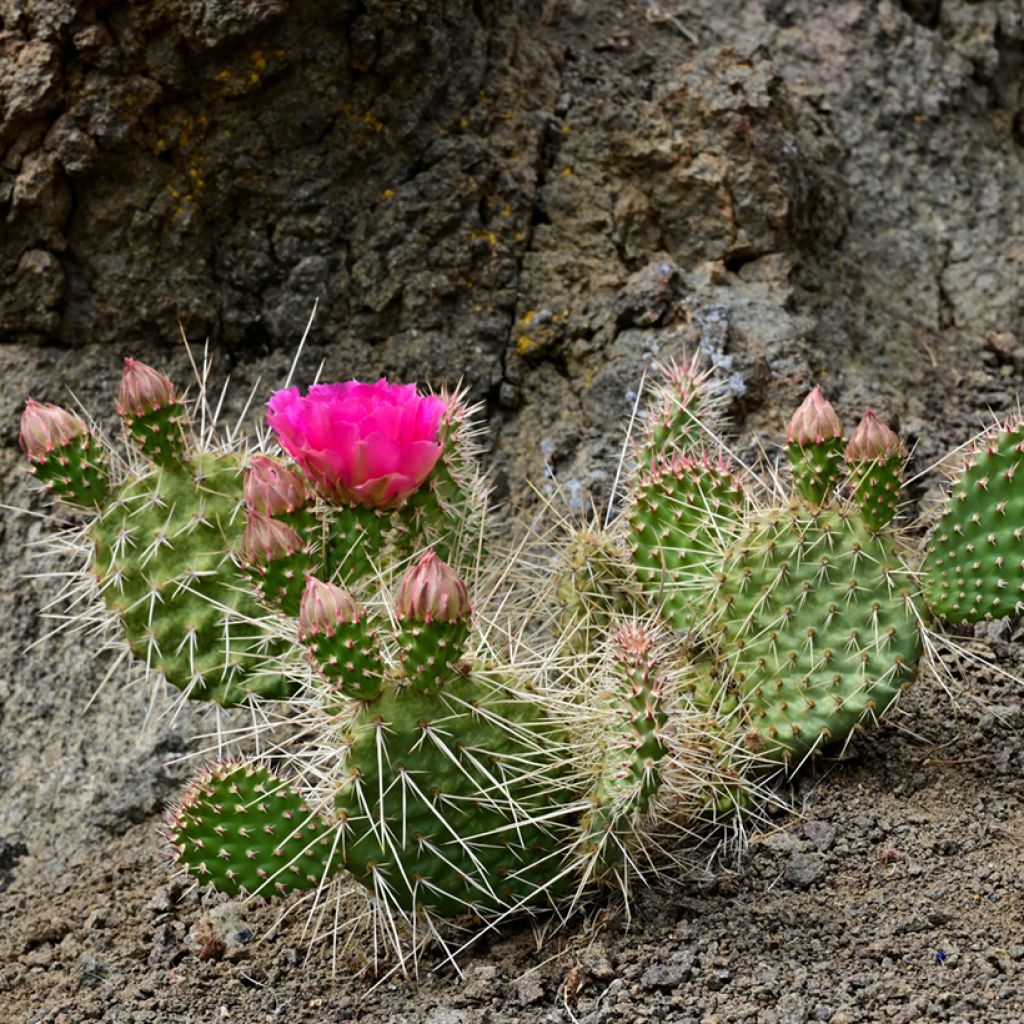 Opuntia polyacantha - Cactus raquette