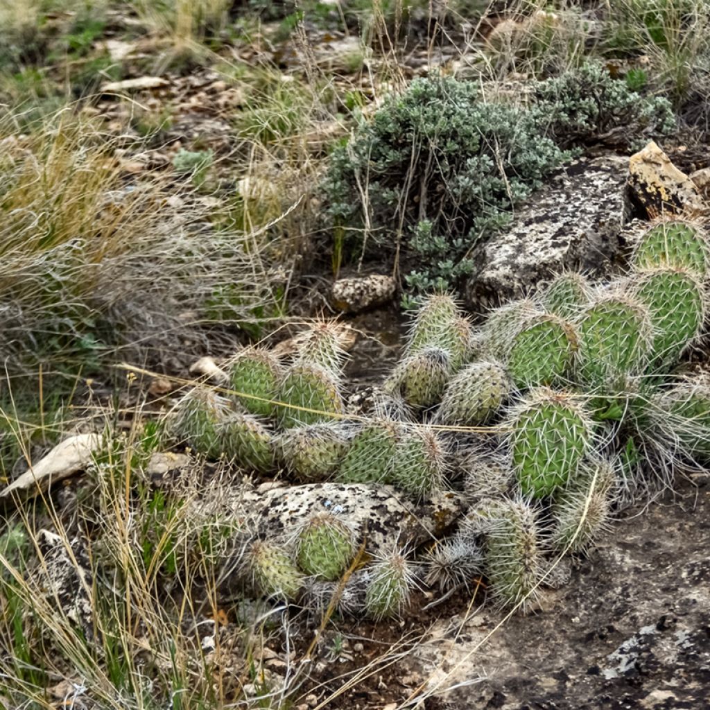 Opuntia polyacantha - Cactus raquette