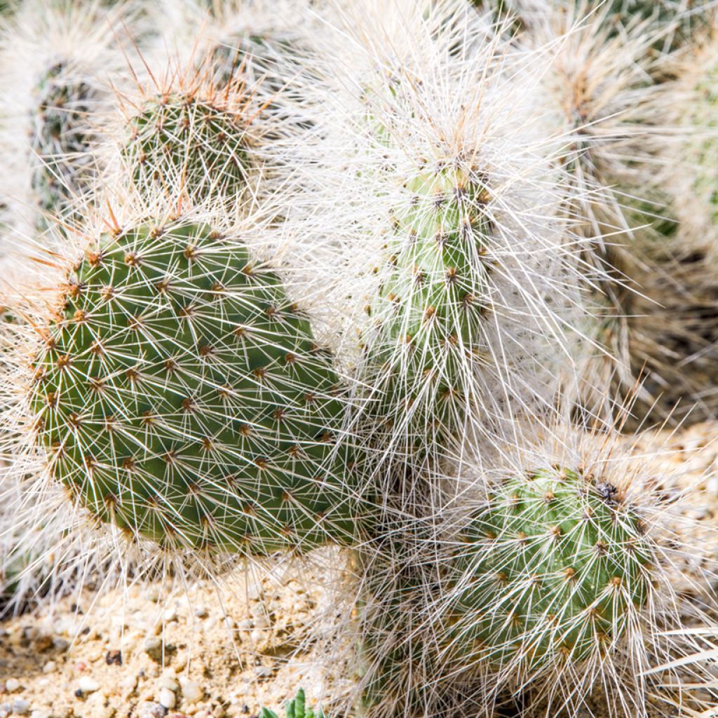 Opuntia polyacantha - Cactus raquette