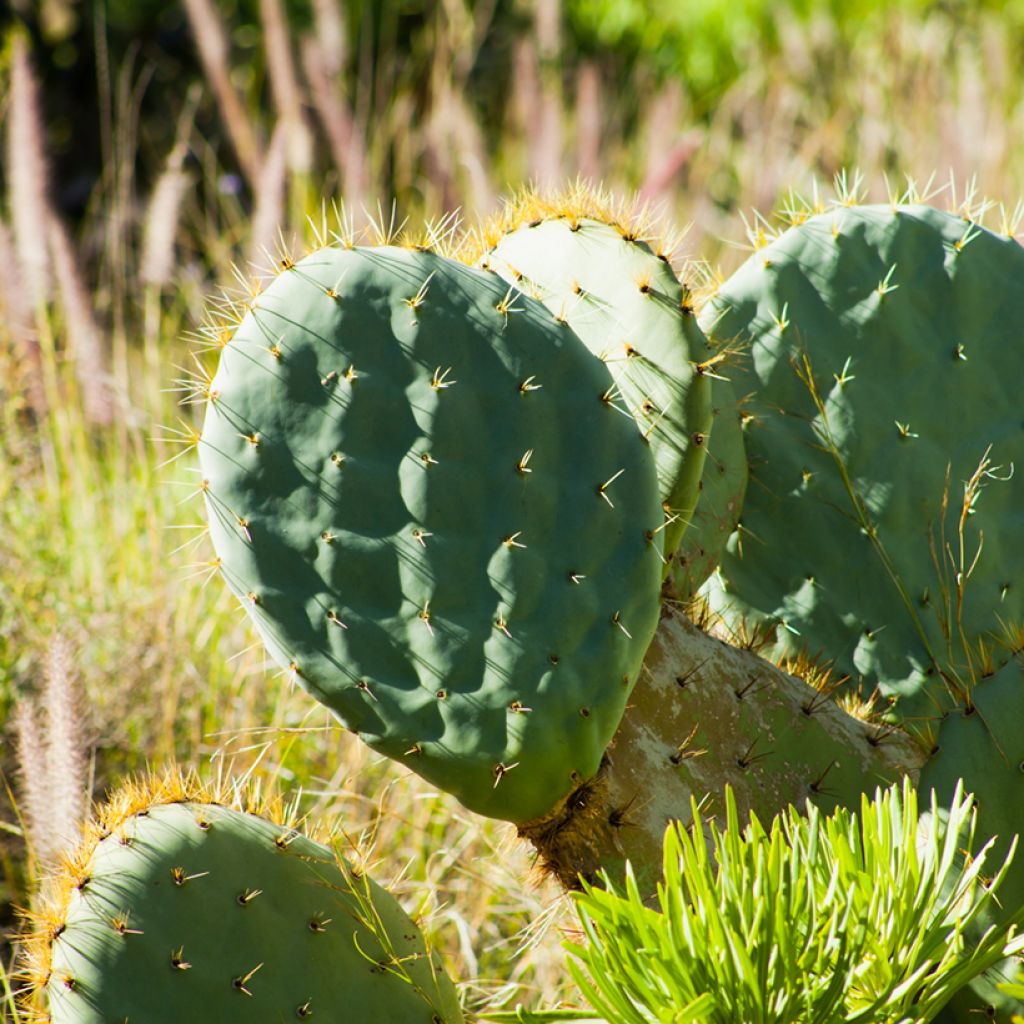 Opuntia robusta - Cactus raquette