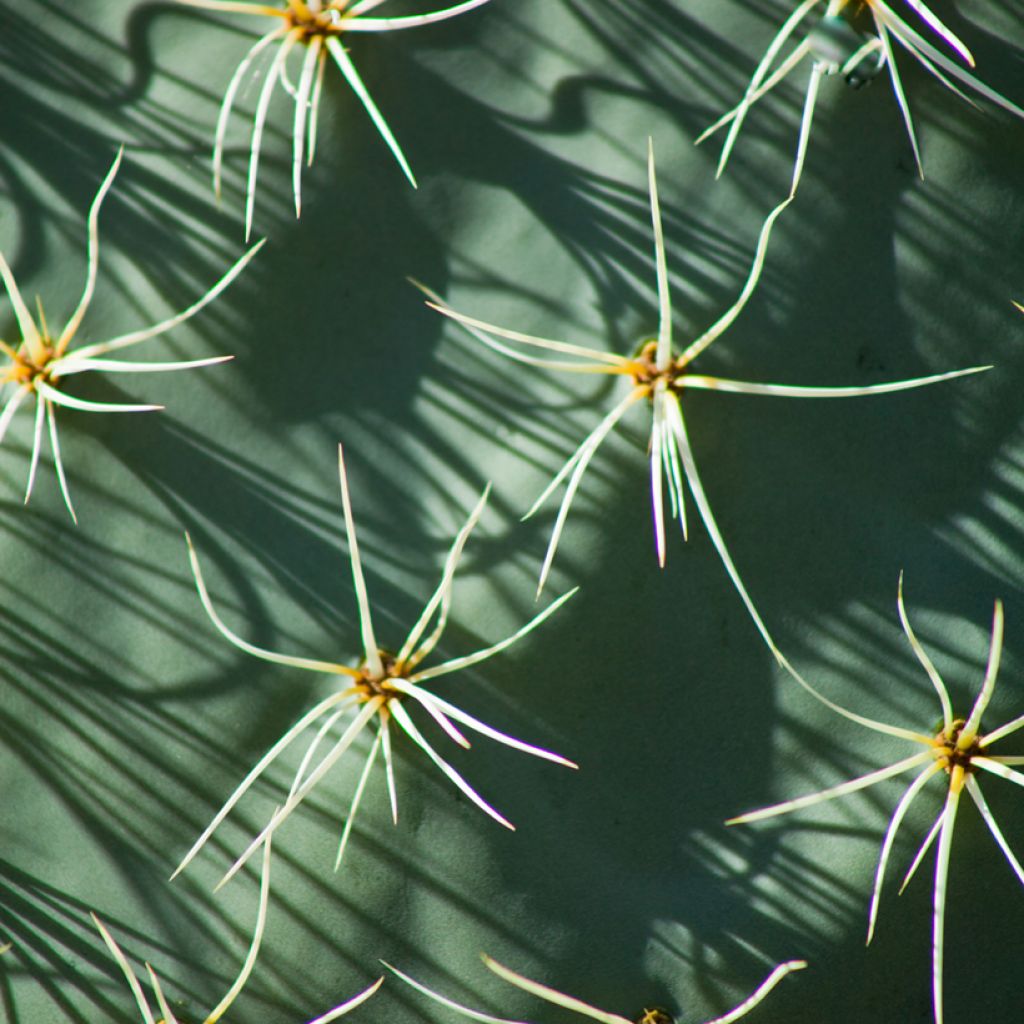 Opuntia robusta - Cactus raquette
