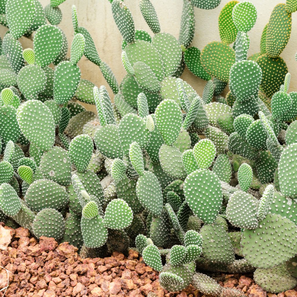 Opuntia rufida - Cactus raquette