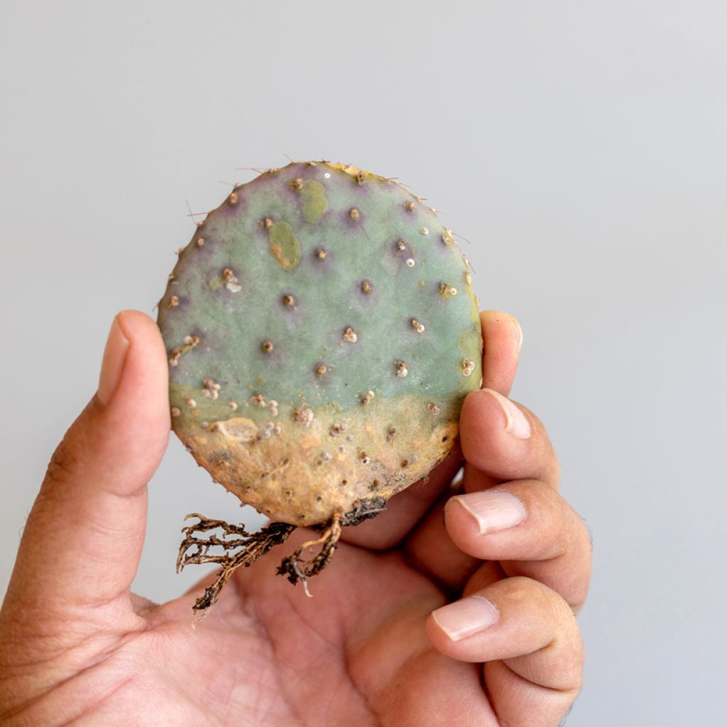 Opuntia santa-rita - Cactus raquette