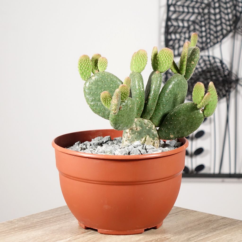 Opuntia microdasys Caress - Cactus raquette