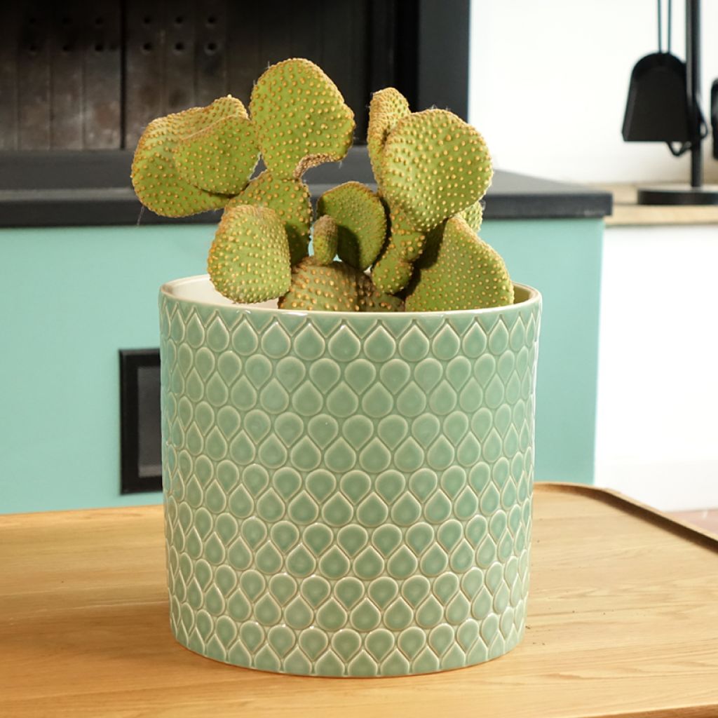 Opuntia microdasys Undulata - Cactus raquette