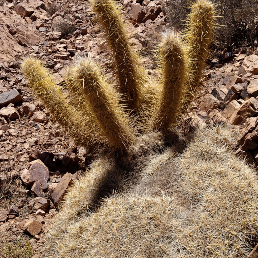 Oreocereus leucotrichus - Cactus cierge