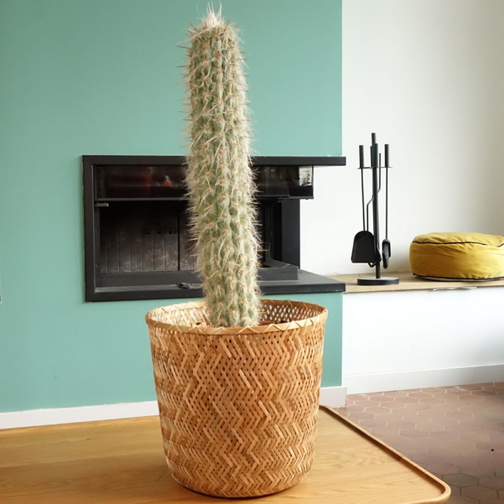 Oreocereus leucotrichus - Cactus cierge