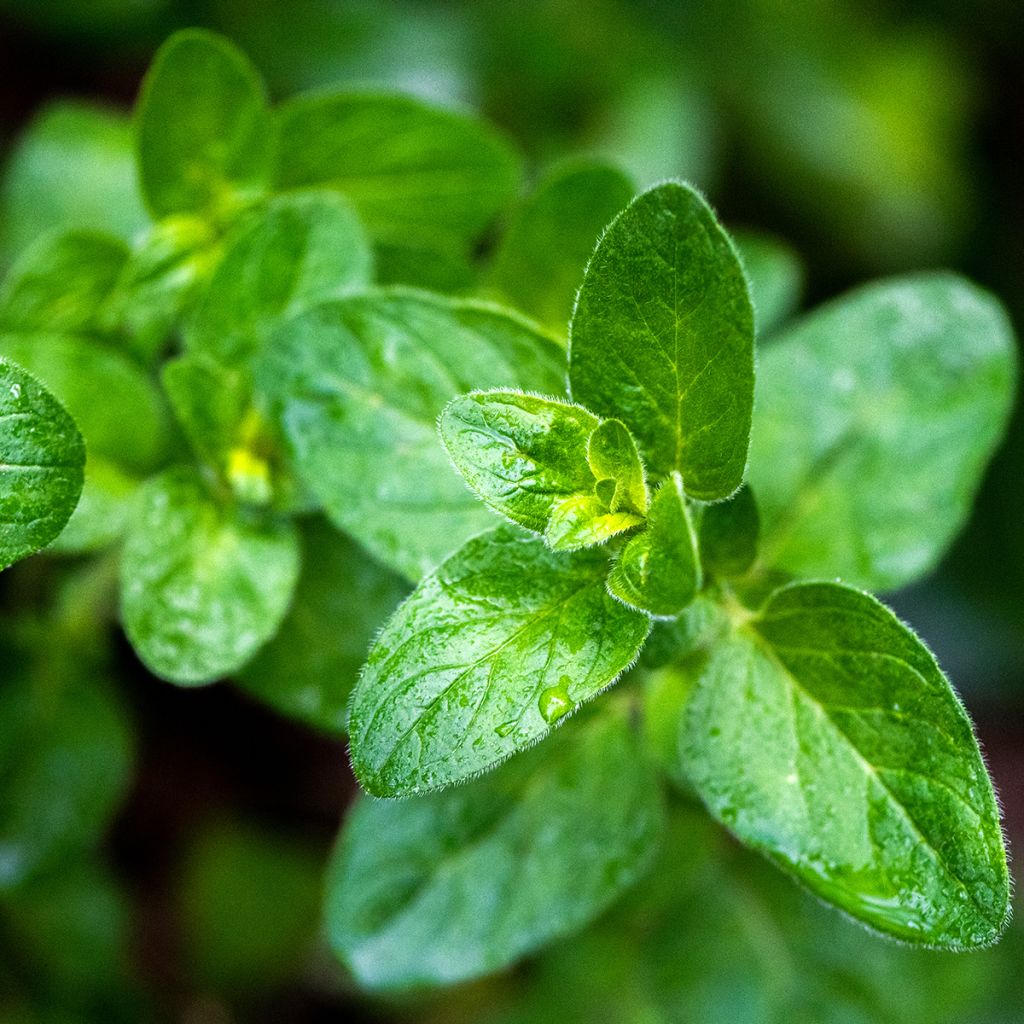 Origan - Marjolaine vivace